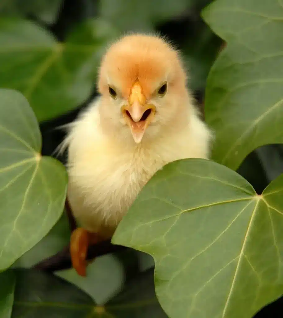 élevage poussins